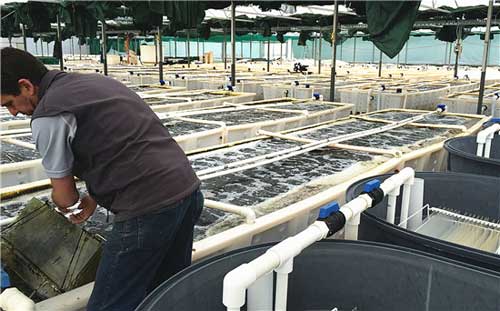 由芬尼提供特種養(yǎng)殖解決方案的大規(guī)模鮑魚(yú)池 由芬尼提供特種養(yǎng)殖解決方案的大規(guī)模鮑魚(yú)池