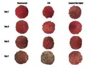 4、LED燈照延長(zhǎng)肉品最佳色澤度時(shí)間 4、LED燈照延長(zhǎng)肉品最佳色澤度時(shí)間