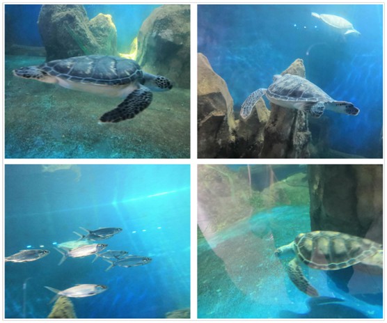 “同心同行,交融共贏” 君匠世家藝術(shù)涂料團(tuán)建精彩回顧